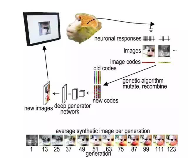 外汇市场的功能：用图像控制猴子大脑，哈佛大学是如何用算法“造梦”的？-区块链315