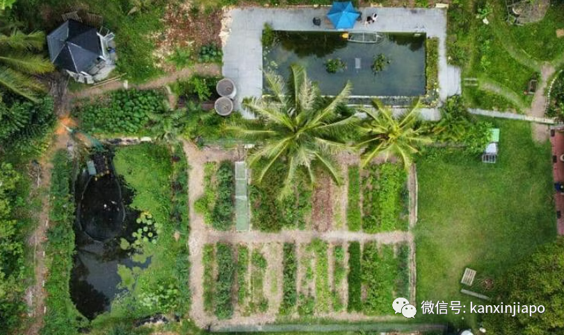 崩盘的三箭资本创始人，他4880万新元的优质洋房被妻子变成了农场          