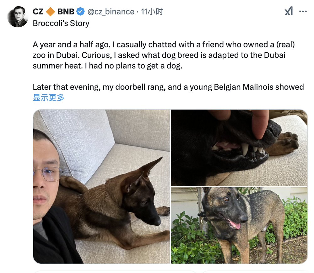 CZ宠物狗Broccoli点燃链上PVP大战,DEV和内幕玩家赚翻,MEME社会实验引发争议